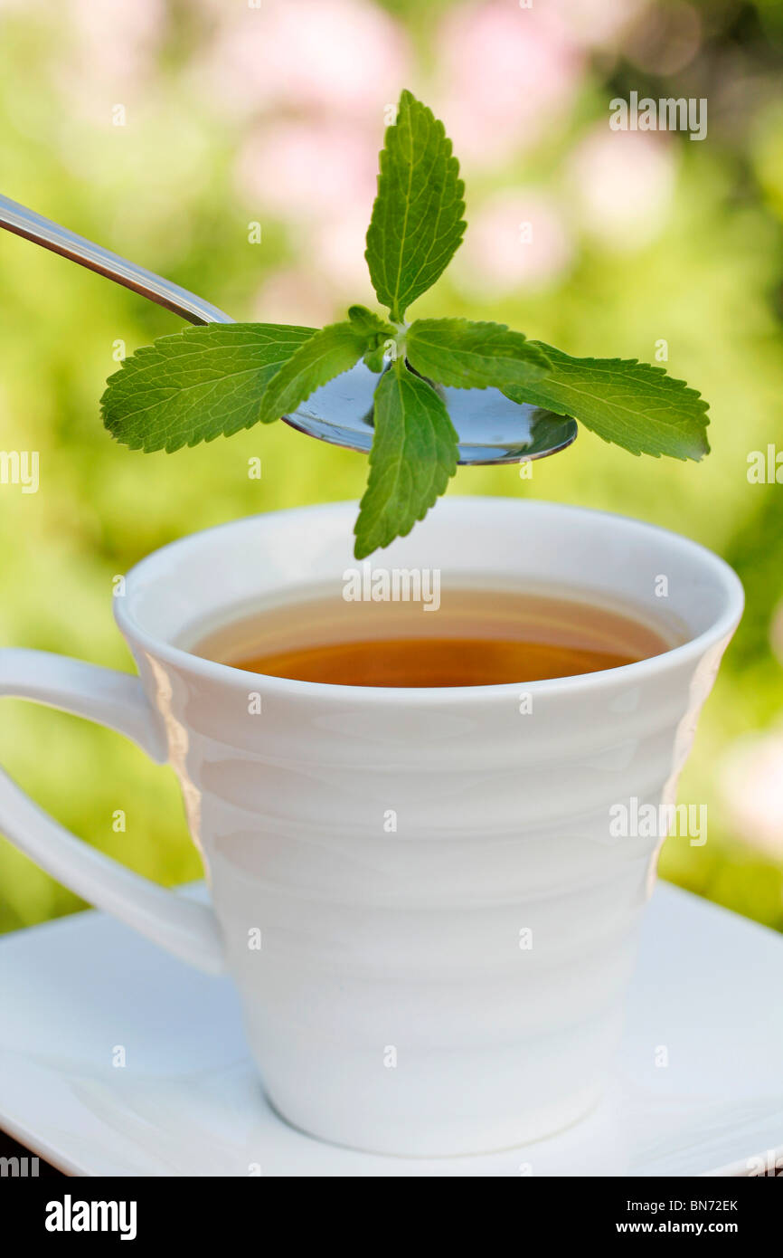 Plante sucrée (Stevia rebaudiana) Banque D'Images