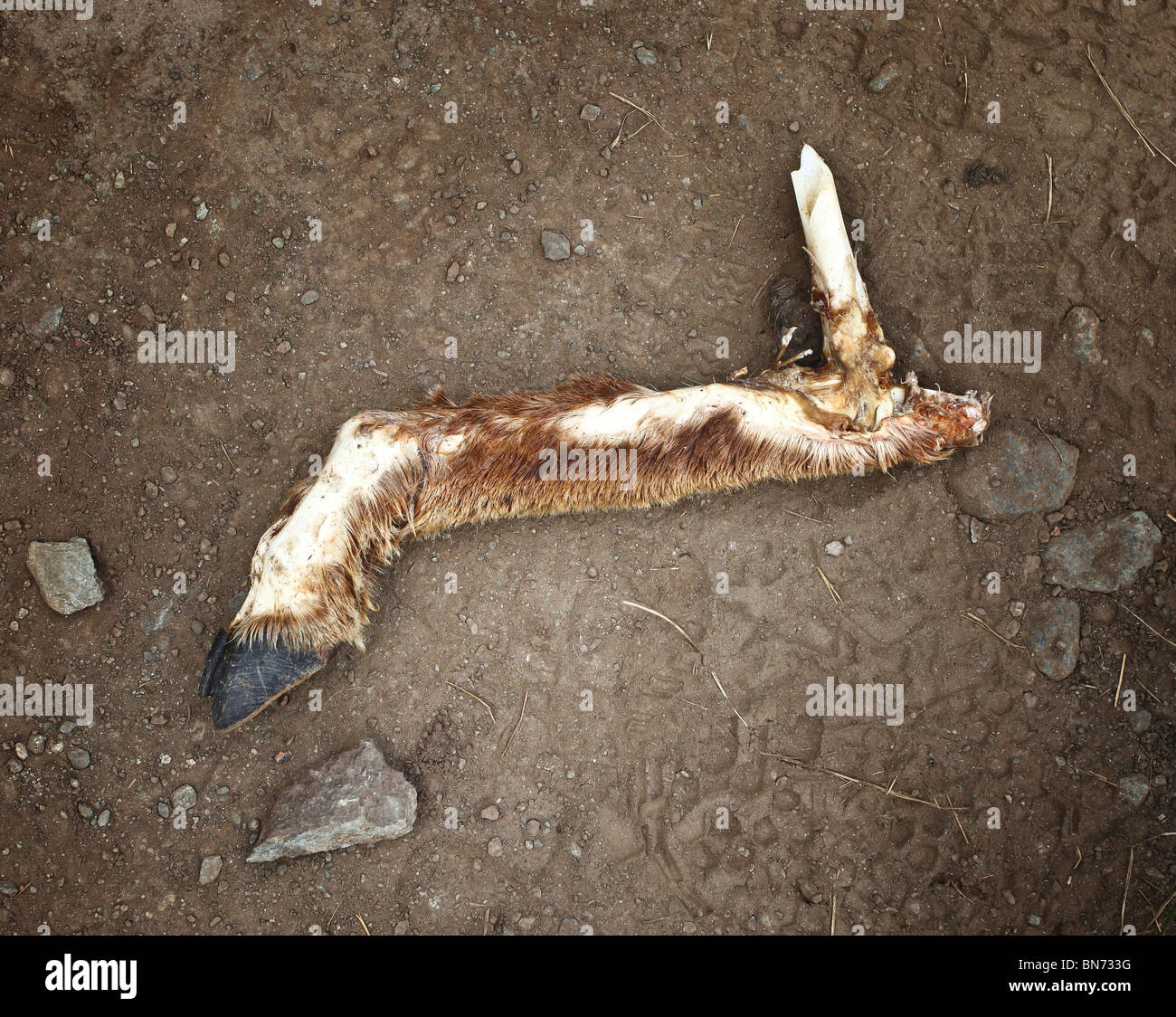 Détail sur la jambe de chamois sur les alpes sentier du parc Banque D'Images