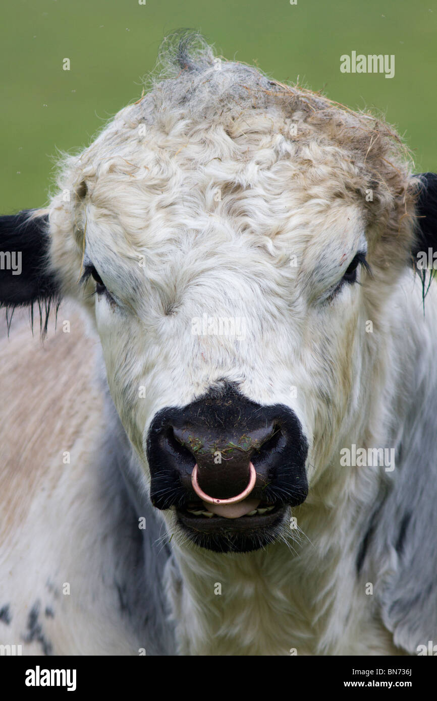 La taureau blanc avec anneau dans le nez. UK Banque D'Images