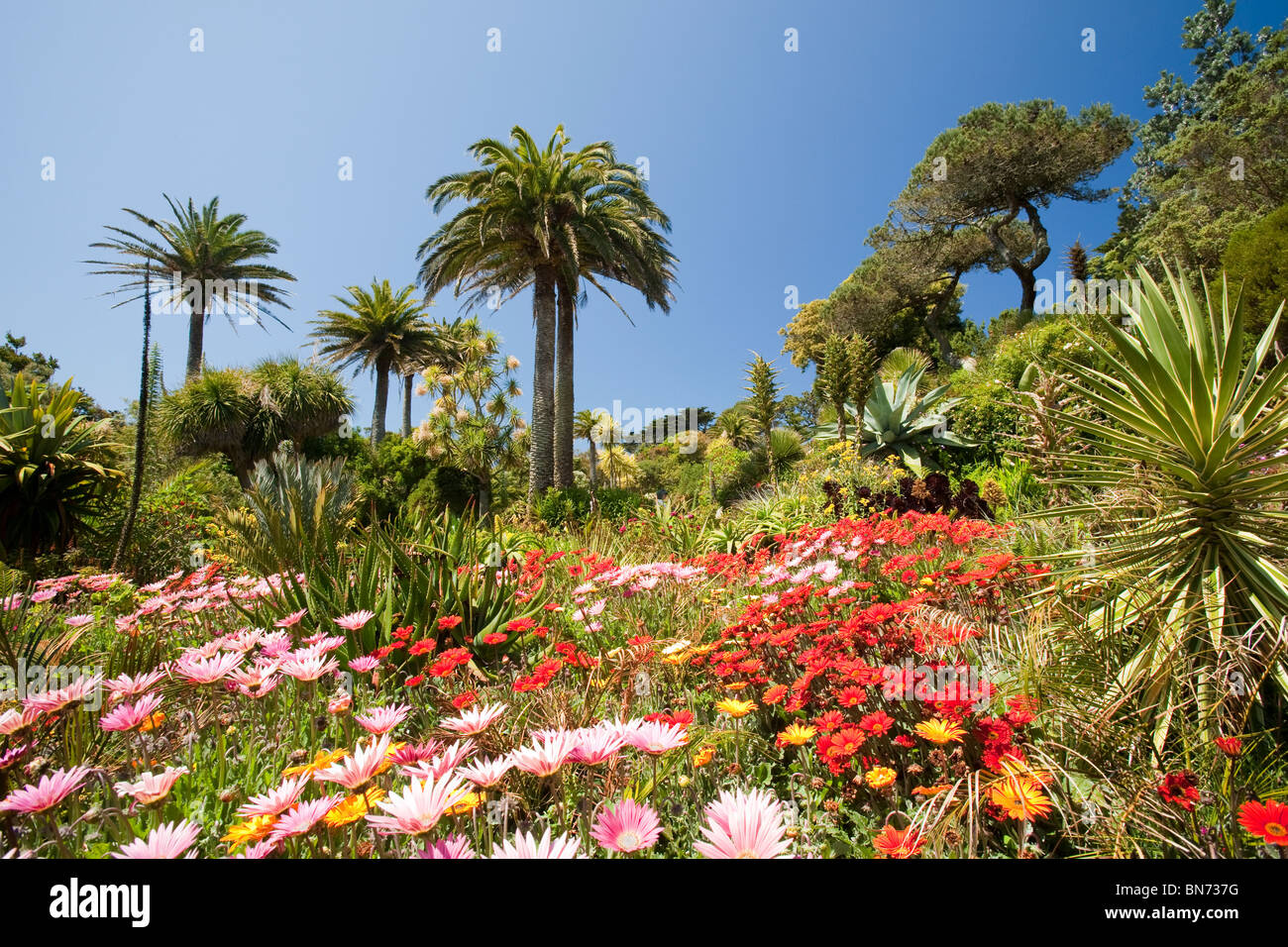 Plantes tropicales capables de croître à l'abbaye de Tresco Scilly,Jardins,en raison de l'influence du Gulf Stream. Banque D'Images