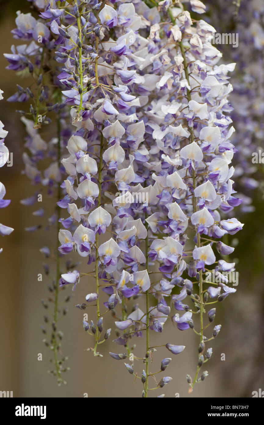 Glycine (Wisteria floribunda) grimpeur de floraison avec blanc, bleu & fleurs lilas Banque D'Images