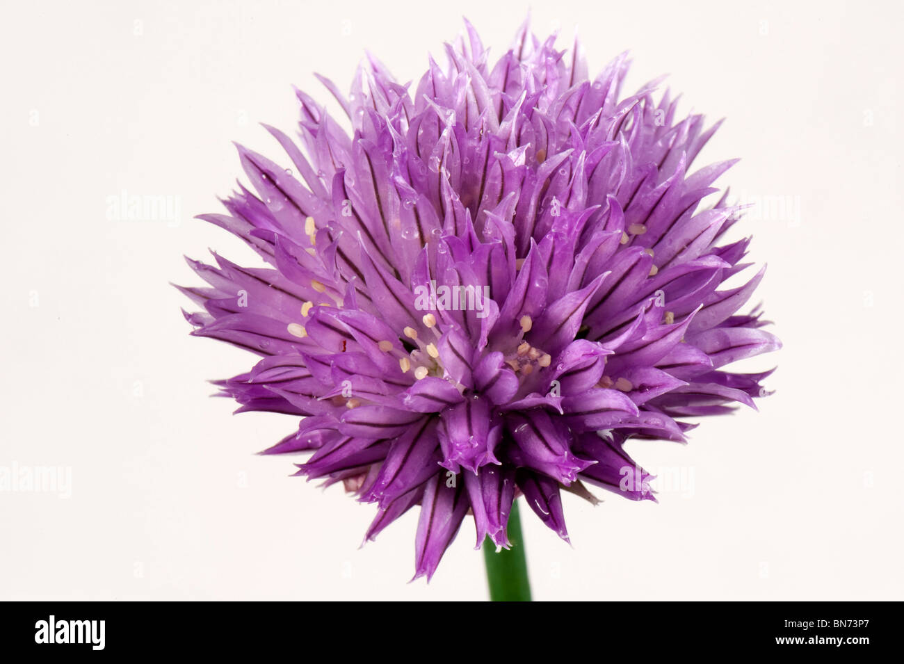 Fleur sur une plante de ciboulette Banque D'Images