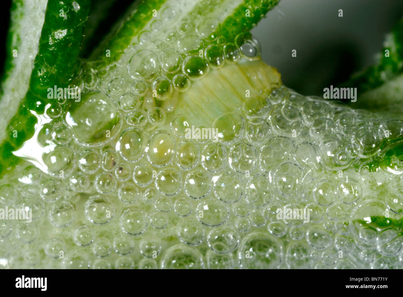 (Philaenus spumarius commun froghopper) nymphe parmi les bulles de salive de Coucou Banque D'Images