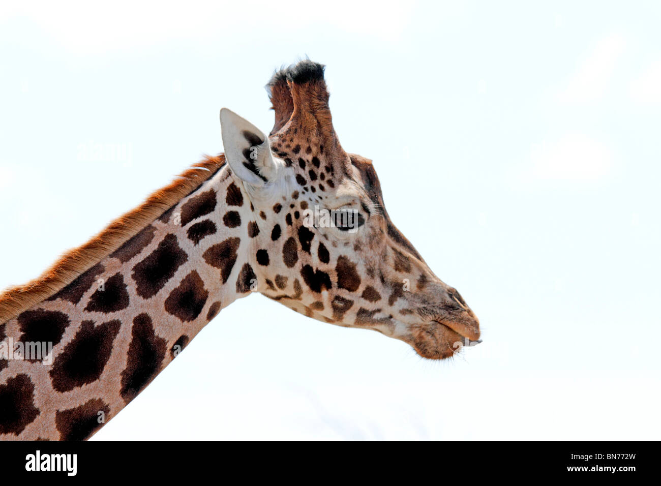 Bracelet Mandi Fashion – Émail Turquoise – Tête De Girafe – Doré – 7 Pouces
