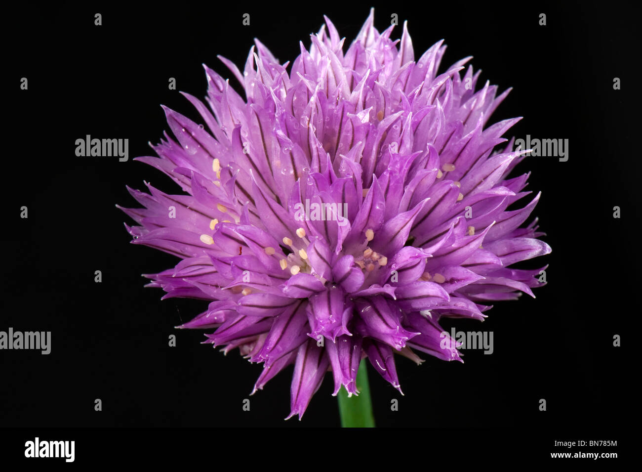 Fleur sur une plante de ciboulette Banque D'Images
