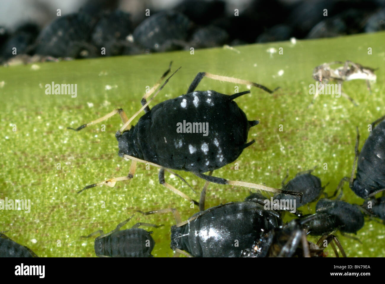 Le puceron noir de la fève (Aphis fabae) sur une tige de fève Banque D'Images