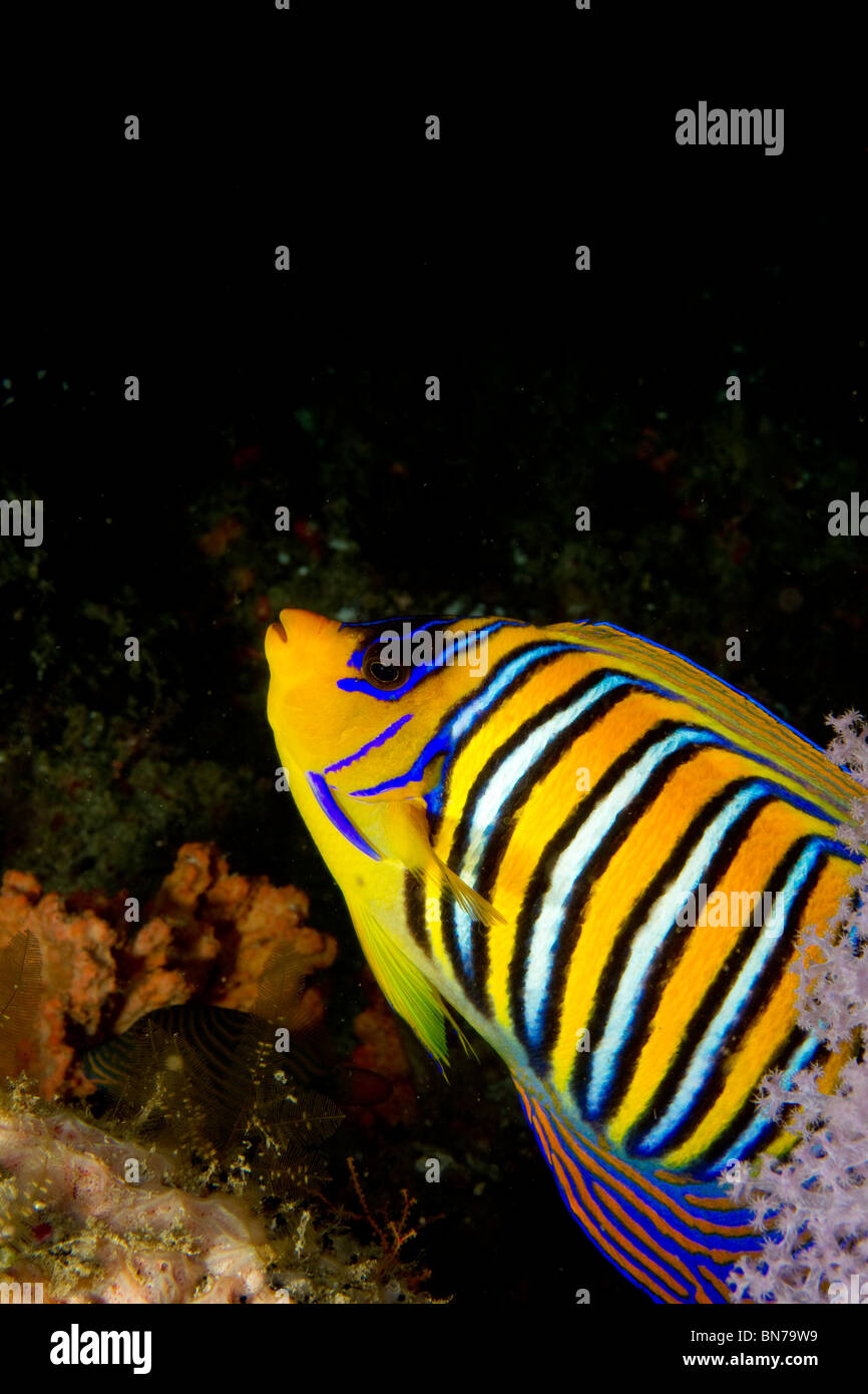 Vue rapprochée de couleurs vives (Pygoplites diacanthus angelfish Royal), de l'océan Indien Banque D'Images