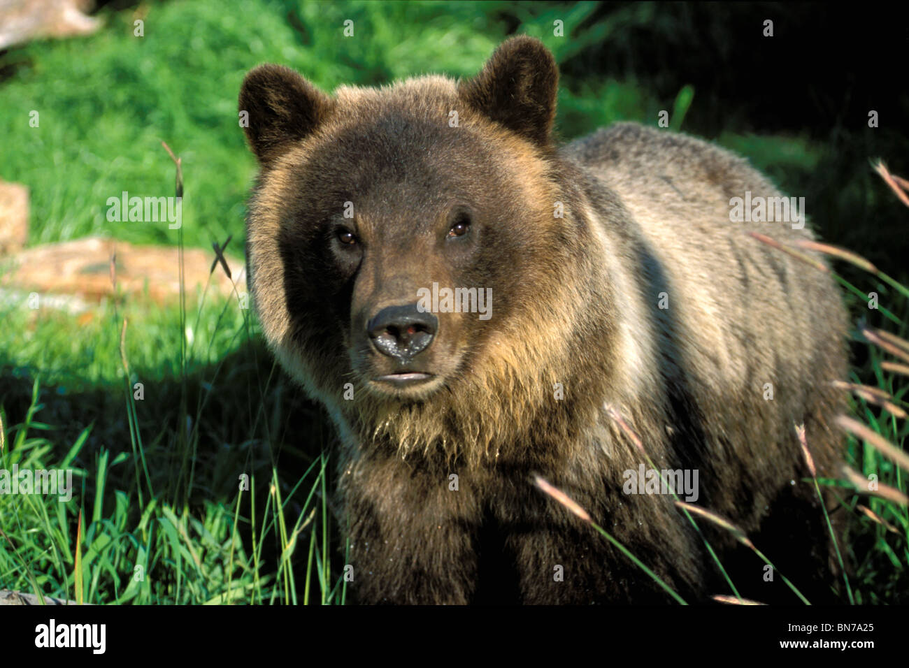 Portrait de l'ours grizzli* *Hugo SC AK/captif d'été jeu nBig Alaska Banque D'Images