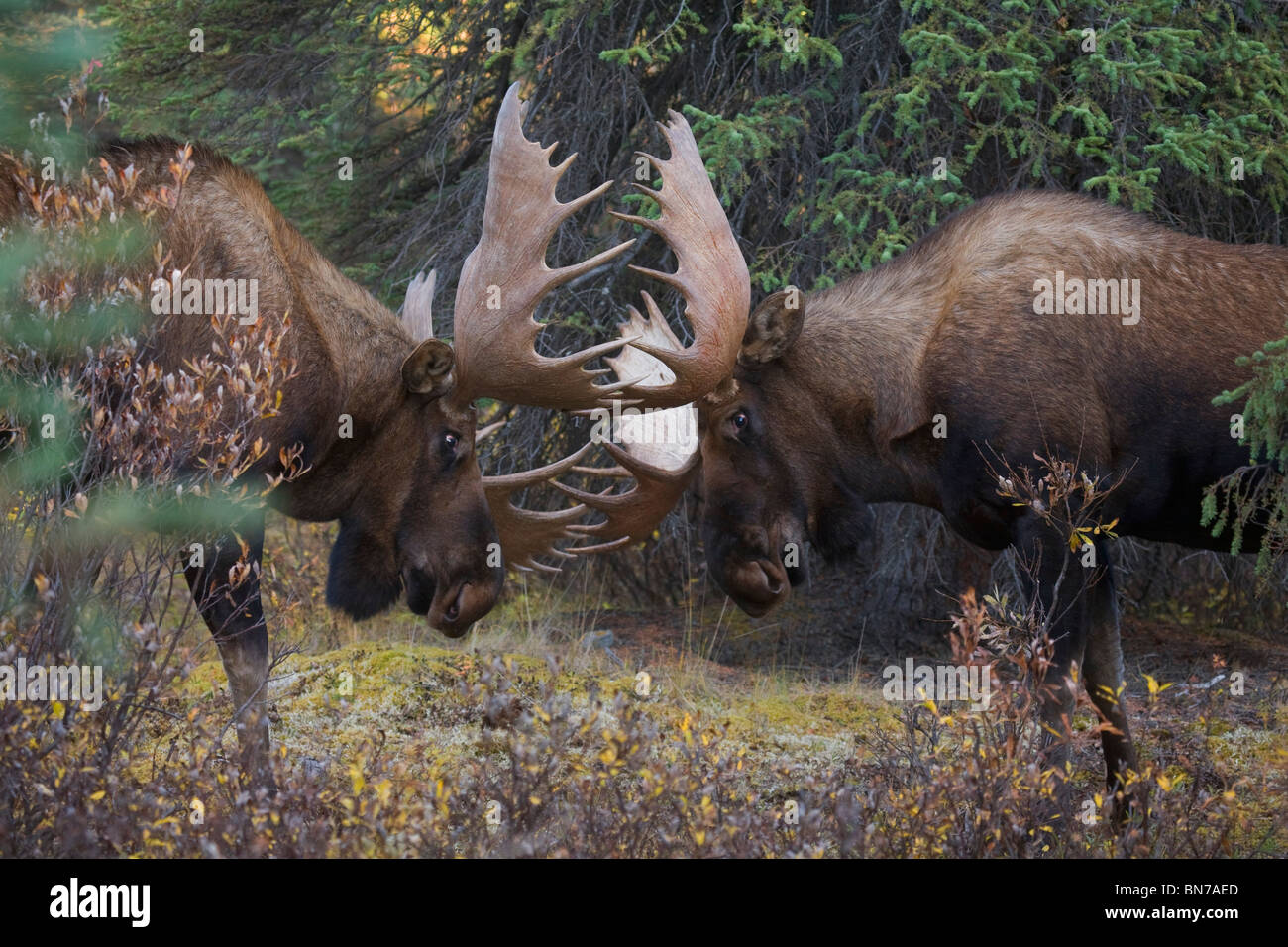 Deux grands mâles orignaux spar en rut, pendant le parc national Denali, Alaska Banque D'Images Deux grands mâles orignaux spar en rut, pendant le parc national Denali, Alaska Banque D'Images