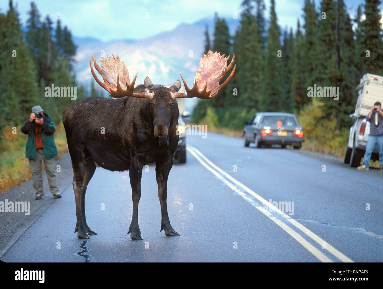 Bull Moose bloque la circulation sur le chemin principal du parc dans le parc national Denali, Alaska Banque D'Images