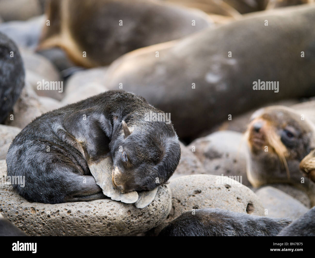 Portrait D Un Bebe Phoque A Fourrure Du Nord De Couchage L Ete L Ile Saint Paul Alaska Photo Stock Alamy Portrait D Un Bebe Phoque A Fourrure Du Nord De Couchage L Ete L Ile Saint Paul Alaska Photo Stock Alamy