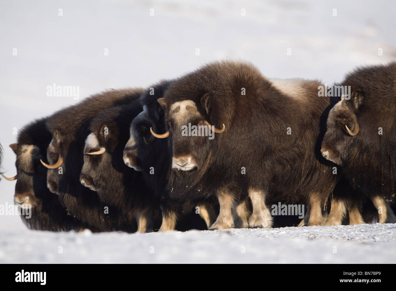 Le bœuf musqué vaches dans un lineup défensive en hiver sur la péninsule de Seward près de Nome, Alaska arctique Banque D'Images