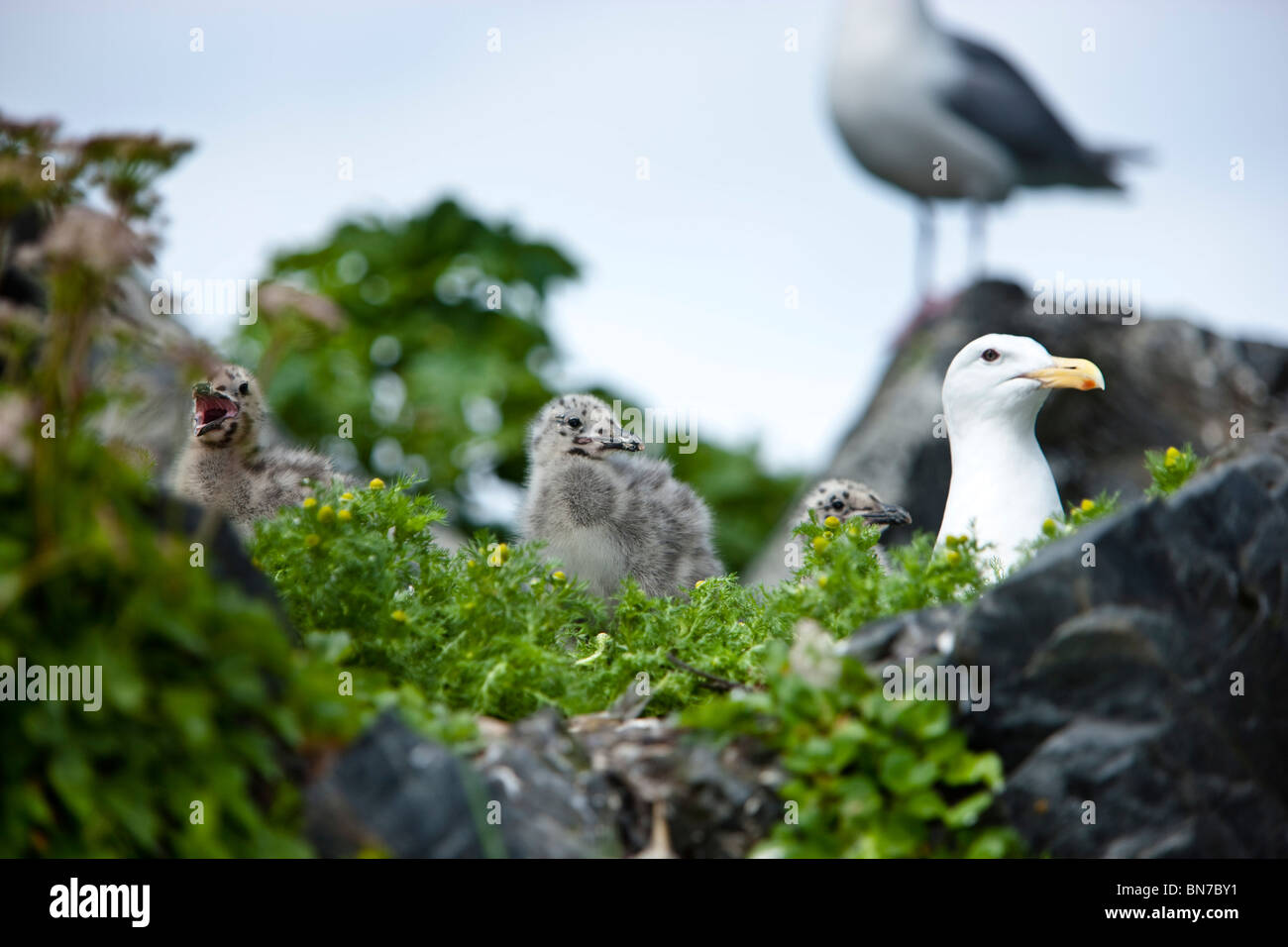 Seagull nids avec poussins, Shoup Bay State Marine Park, Prince William Sound, Alaska Banque D'Images