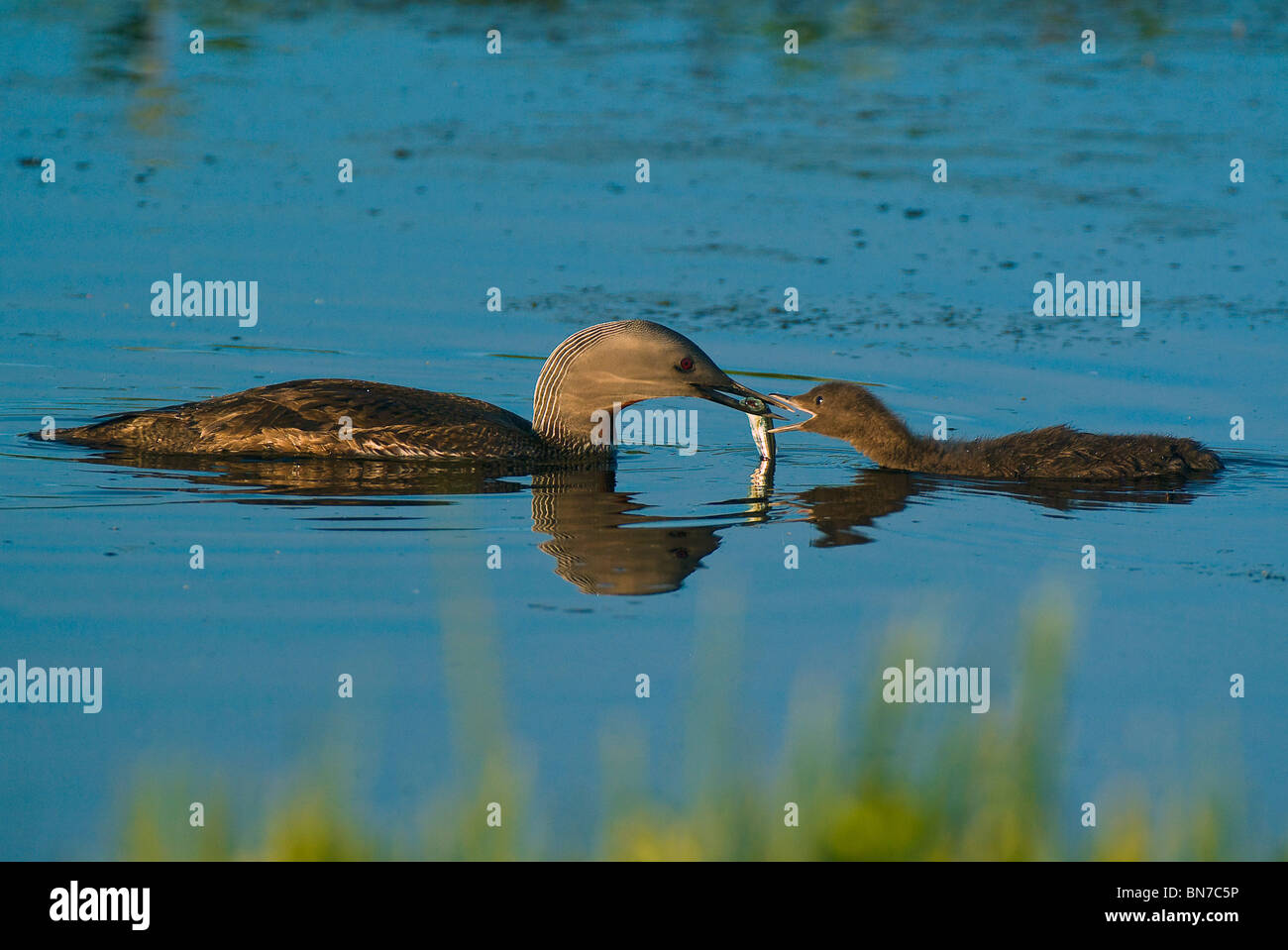 Plongeon catmarin alimente son poussin dans un étang sur Middleton Island dans le golfe de l'Alaska, le Centre Sud, en été Banque D'Images