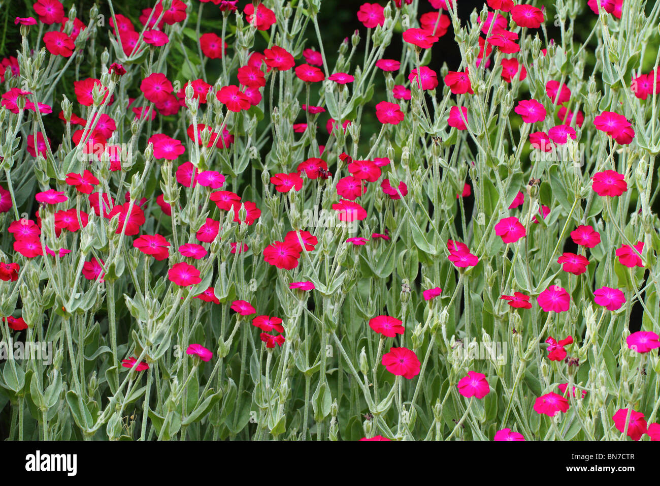 Rose campion Lychnis coronaria fleurs rouges Banque D'Images