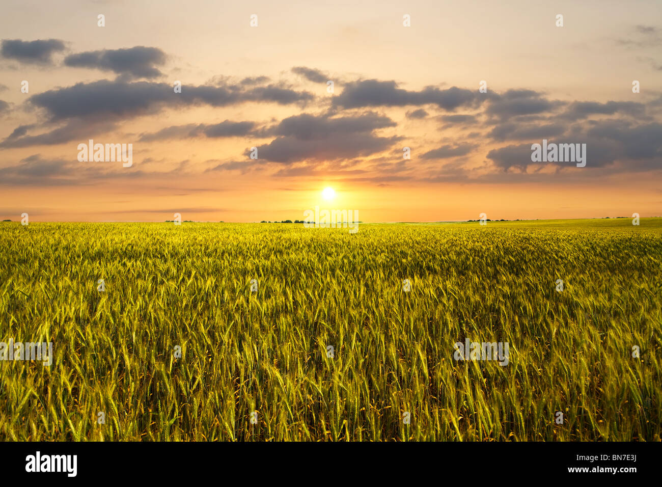 Coucher du soleil sur le champ de blé Banque D'Images