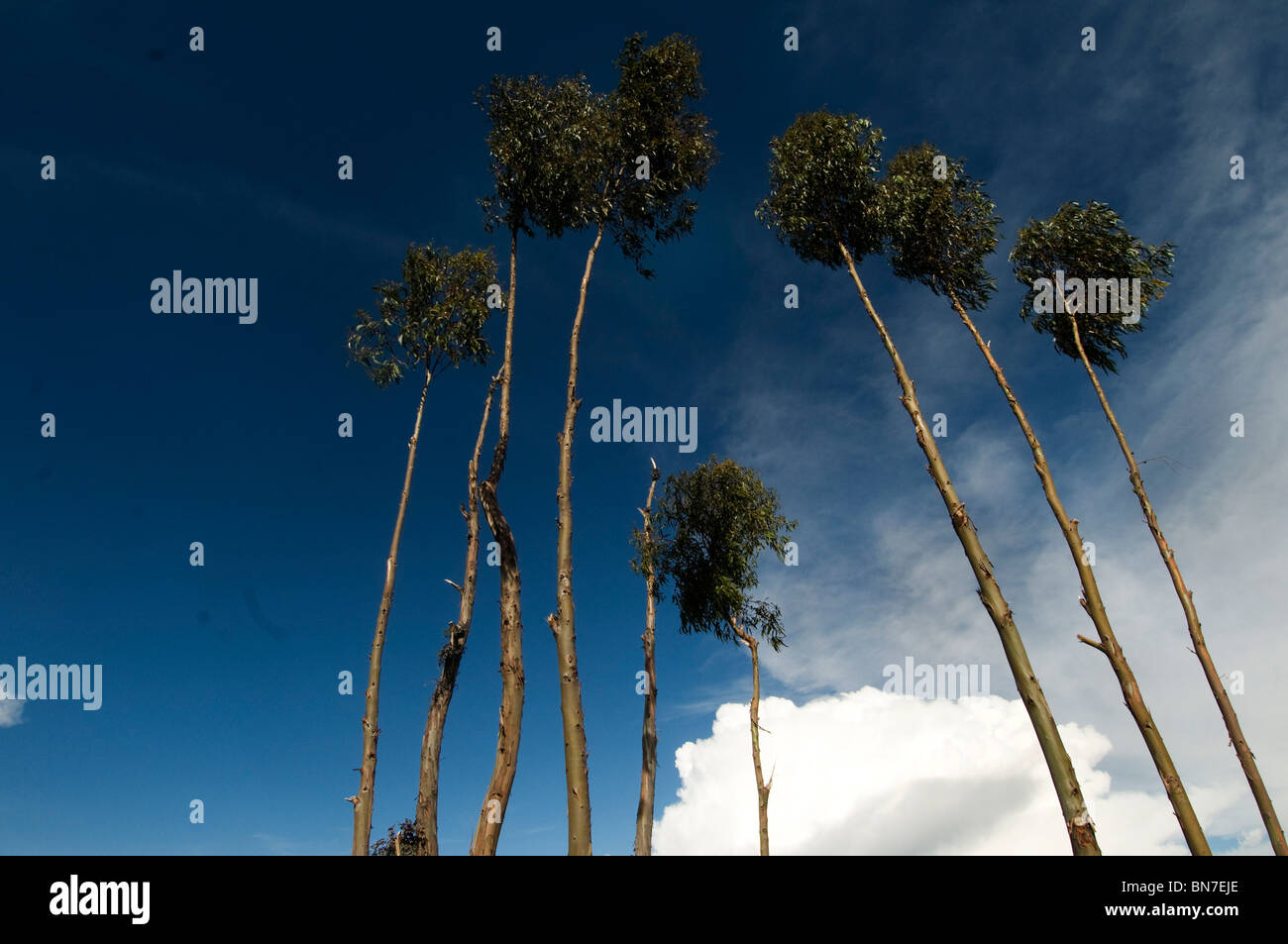 Eucalyptus avec nuage et ciel bleu Banque D'Images