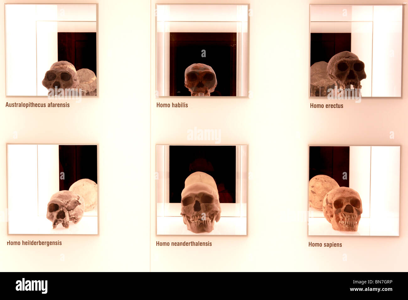 Evolution Banque D'Images