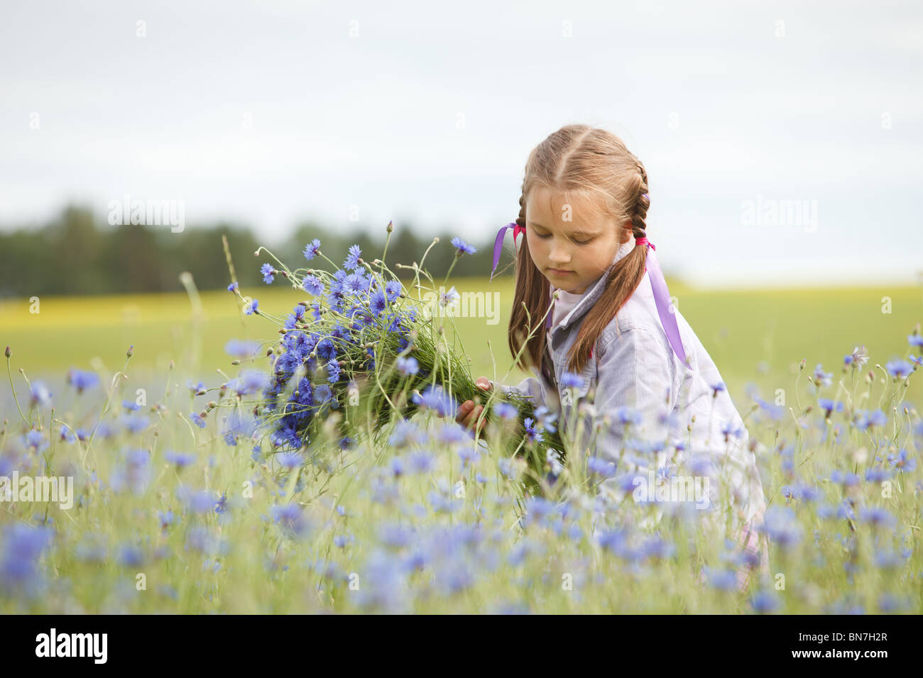 Little girl picking dans un champ de fleurs bleues Banque D'Images