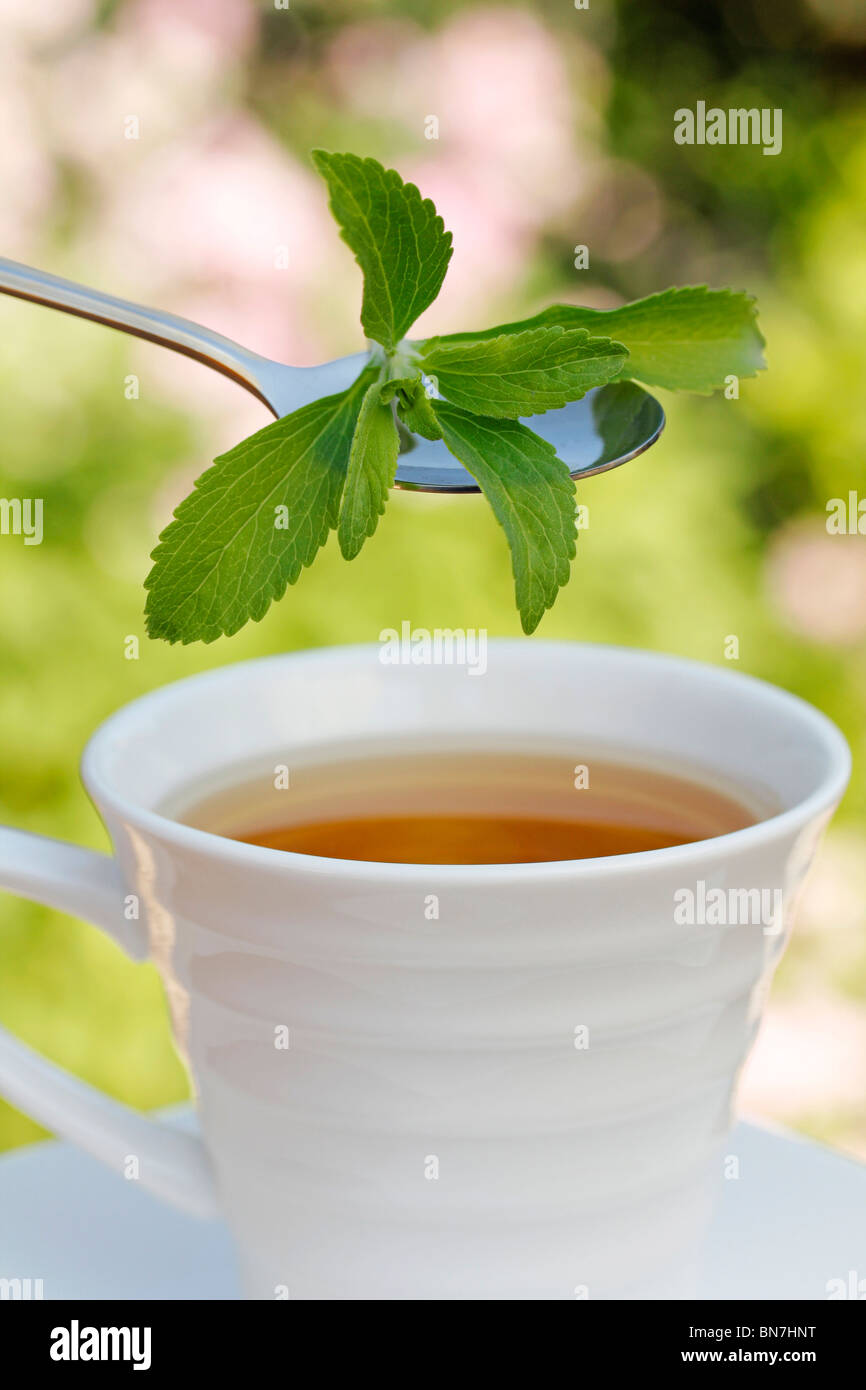 Plante sucrée (Stevia rebaudiana) Banque D'Images