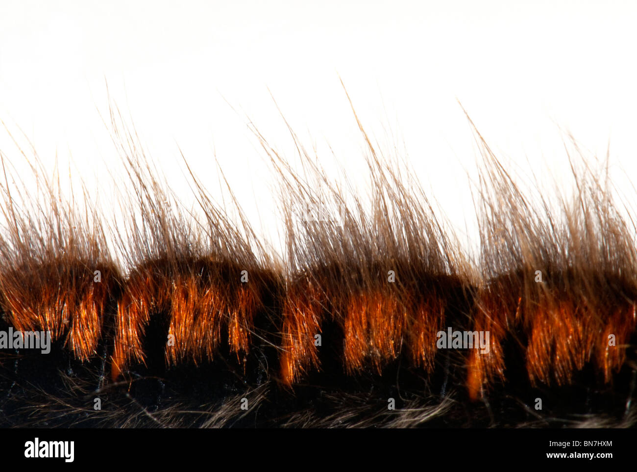 Fox Moth chenille sur un fond blanc. Banque D'Images