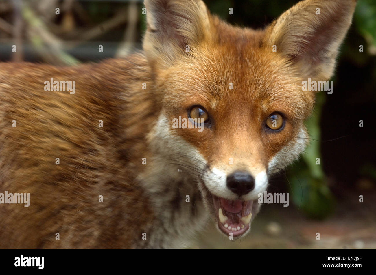 Un milieu urbain Red Fox Vixen dans un jardin privé à Brighton, East Sussex. UK Banque D'Images
