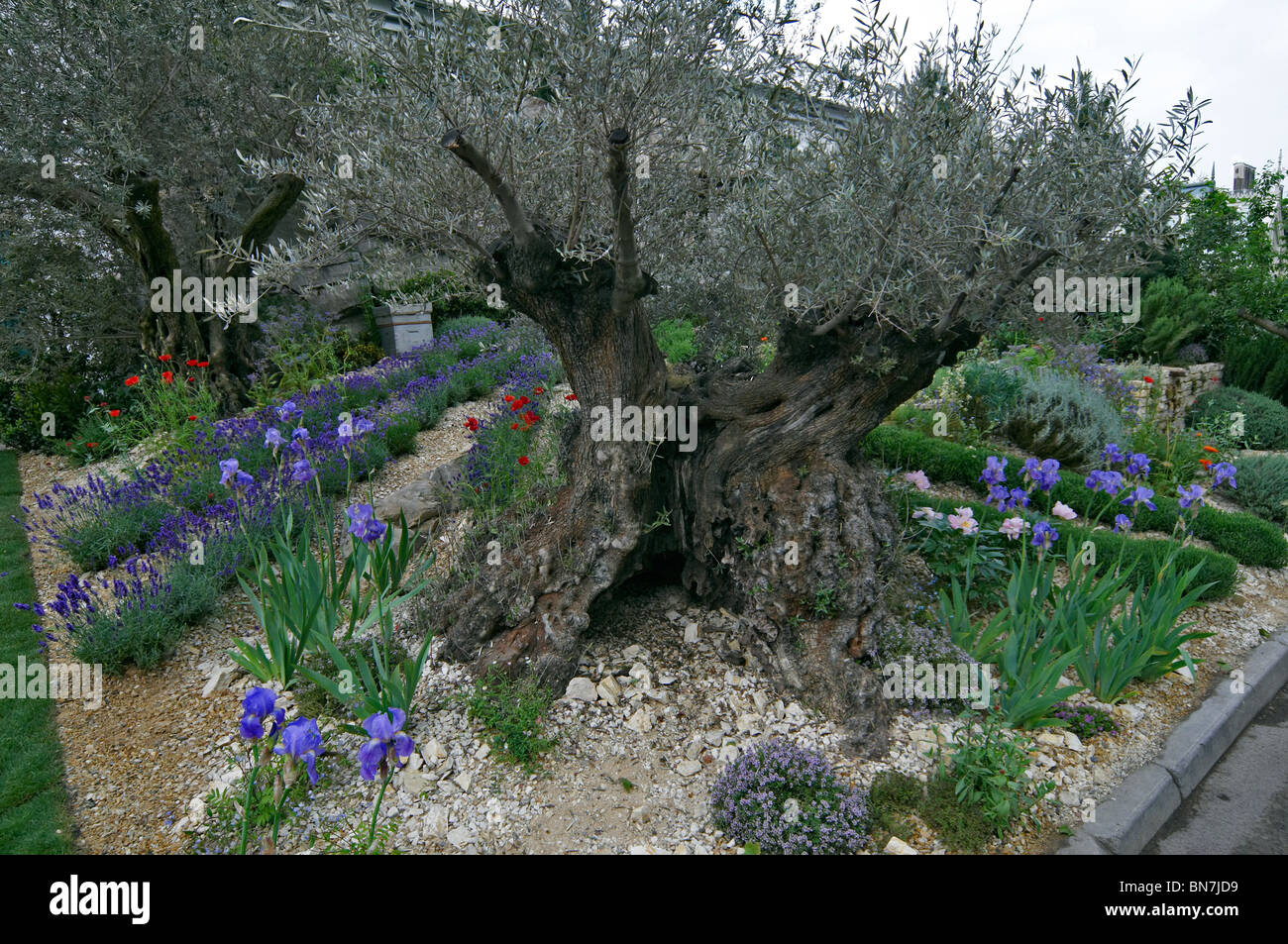 La création d'un jardin de lavande de Provence avec Olivier Banque D'Images