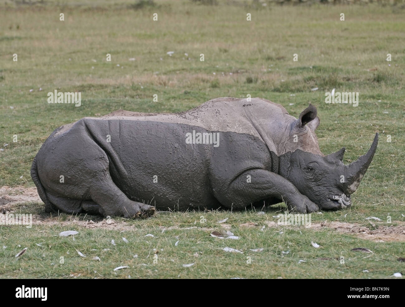 Profil de côté d'un rhinocéros blanc semi-humide au repos dans l'herbe. Photo prise dans le lac Nakuru National Reserve, Kenya, Afrique de l'Est Banque D'Images