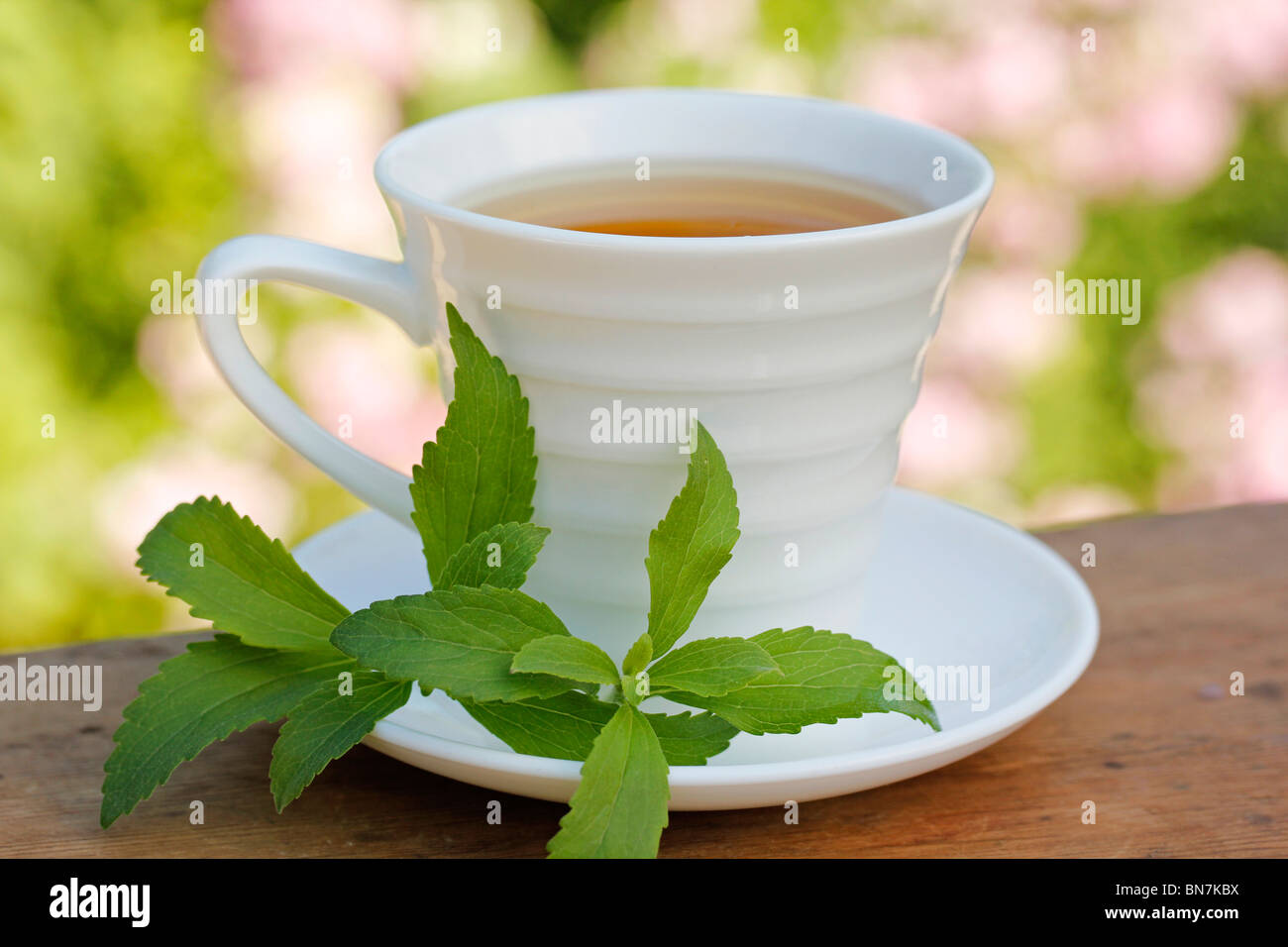 Plante sucrée (Stevia rebaudiana) Banque D'Images