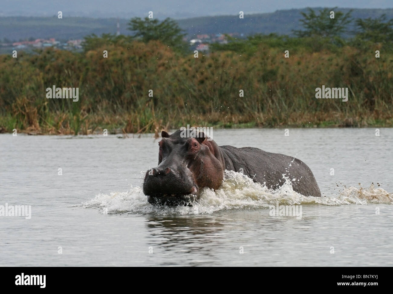 Un hippopotame en colère s'exécute après le bateau dans le lac Naivasha, Kenya, Afrique de l'Est Banque D'Images