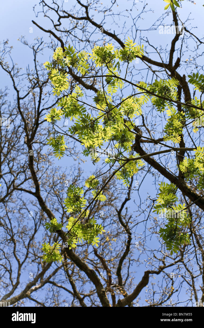 Les feuilles de frêne avec fond de ciel bleu Banque D'Images