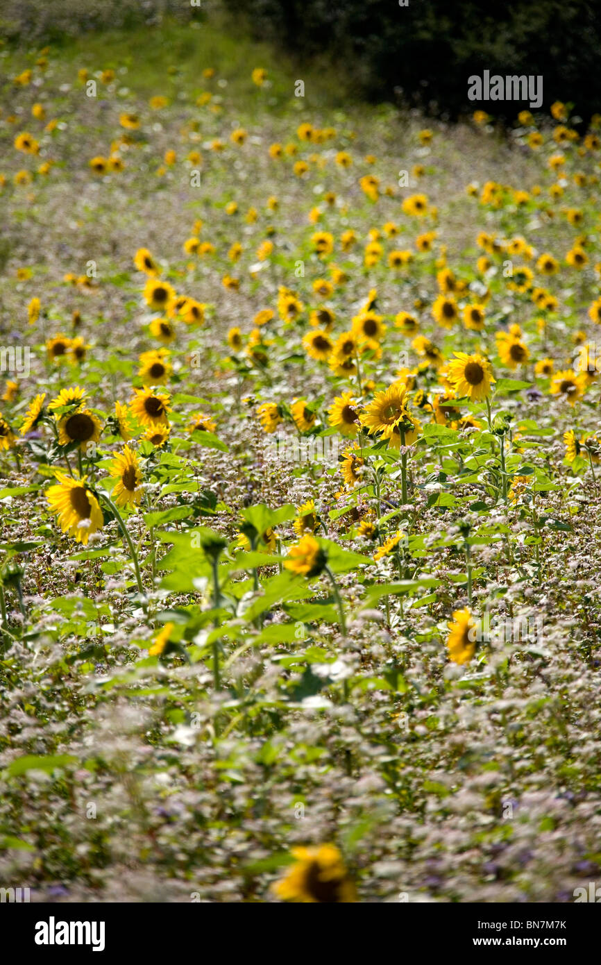 Sommerim Deister - Sonnenblumen Été en Allemagne - Tournesol Banque D'Images