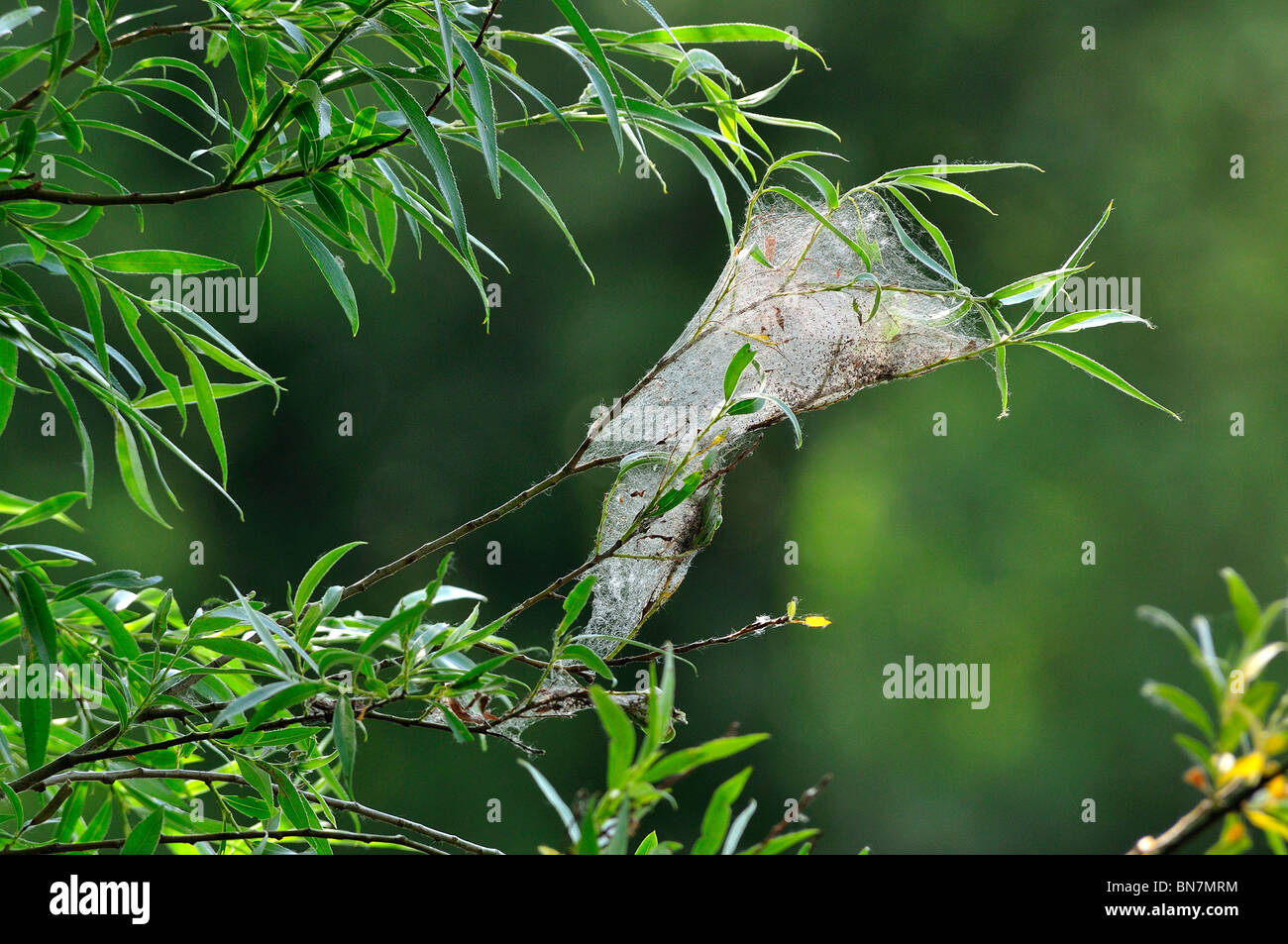 Les araignées nid web plein de minuscules araignées dans willow tree Banque D'Images