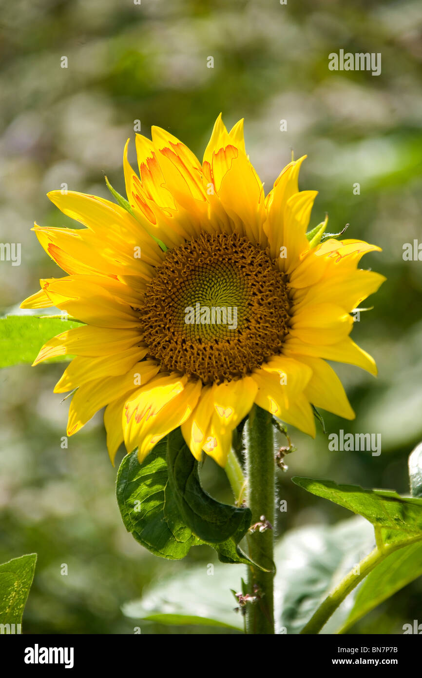 Sommer im Deister - Sonnenblumen Été en Allemagne - Tournesol Banque D'Images