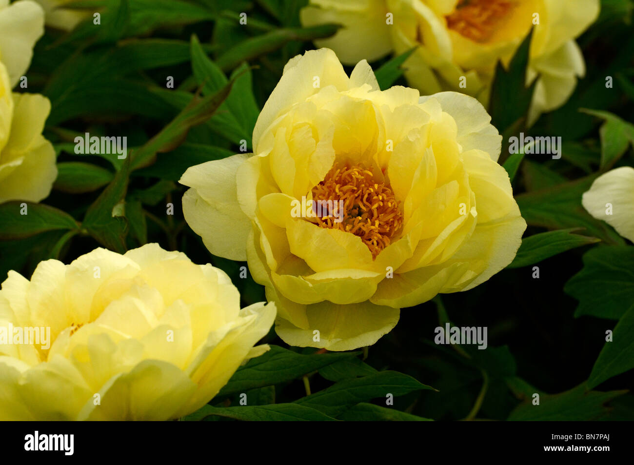 Pivoine arbustive 'High Noon' en fleurs Banque D'Images