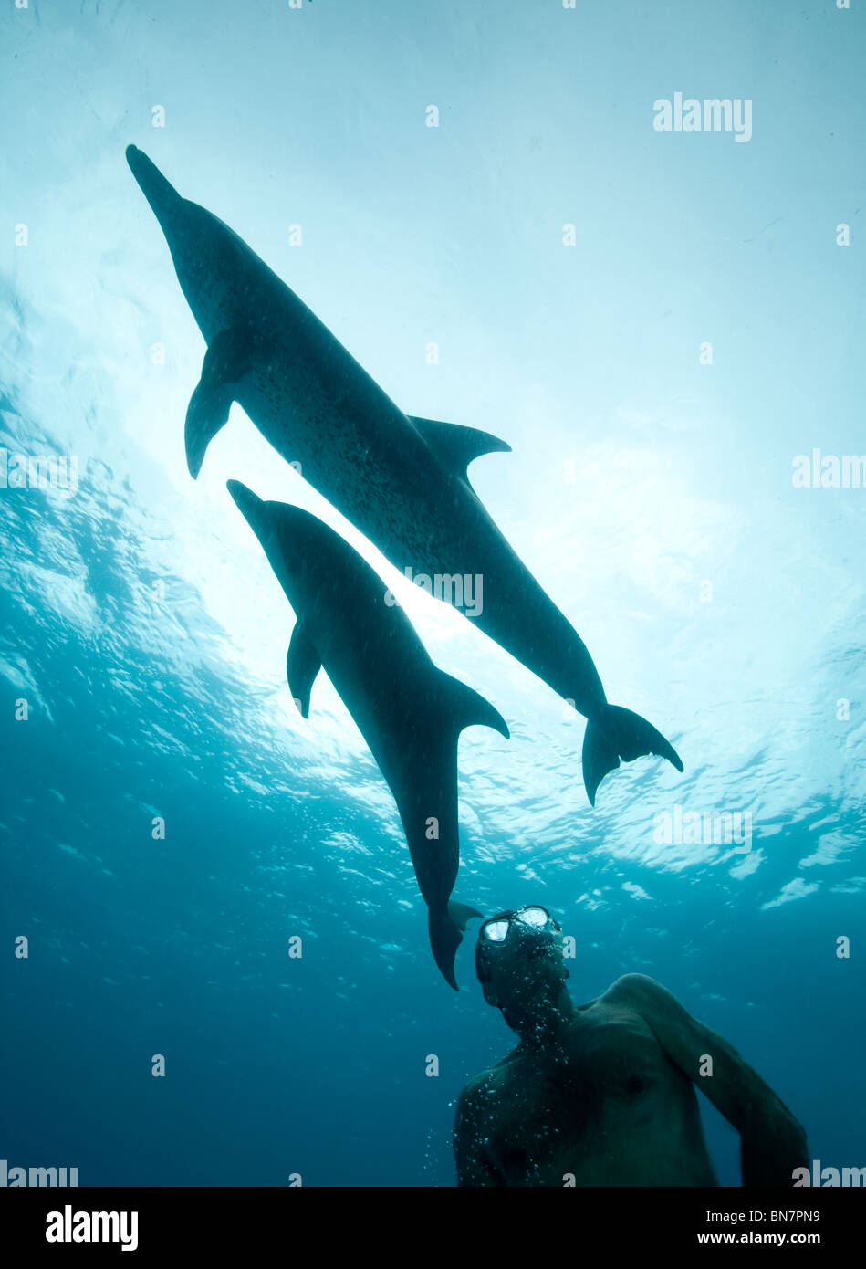 Silhouettes de dauphins tachetés de l'Atlantique (Stenella frontalis) avec snorkeler pendant qu'ils jouent juste en dessous de la surface de l'océan Banque D'Images