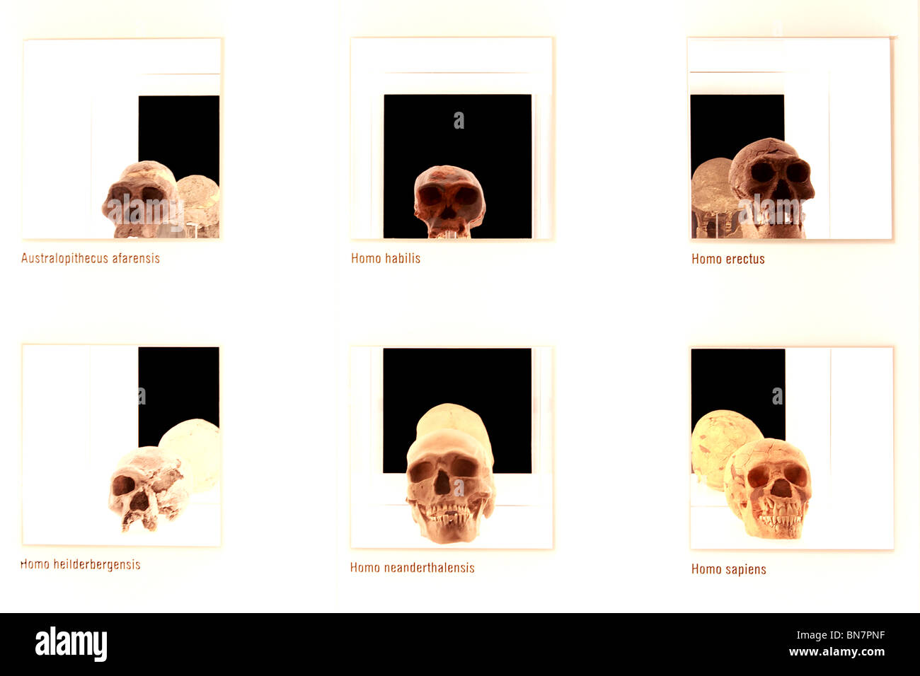 Evolution Banque D'Images