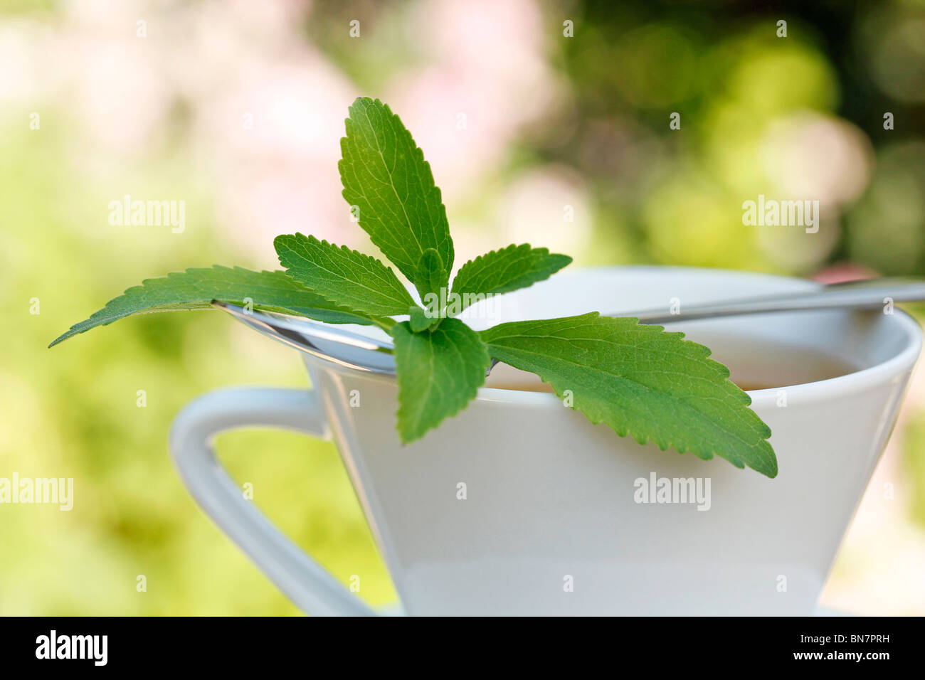 Plante sucrée (Stevia rebaudiana) Banque D'Images
