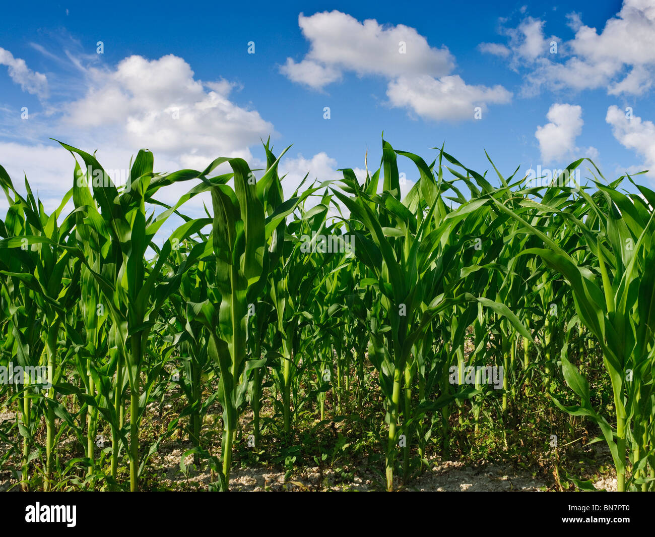 Avec la maturation des terres agricoles / maïs maïs doux - Indre-et-Loire, France. Banque D'Images