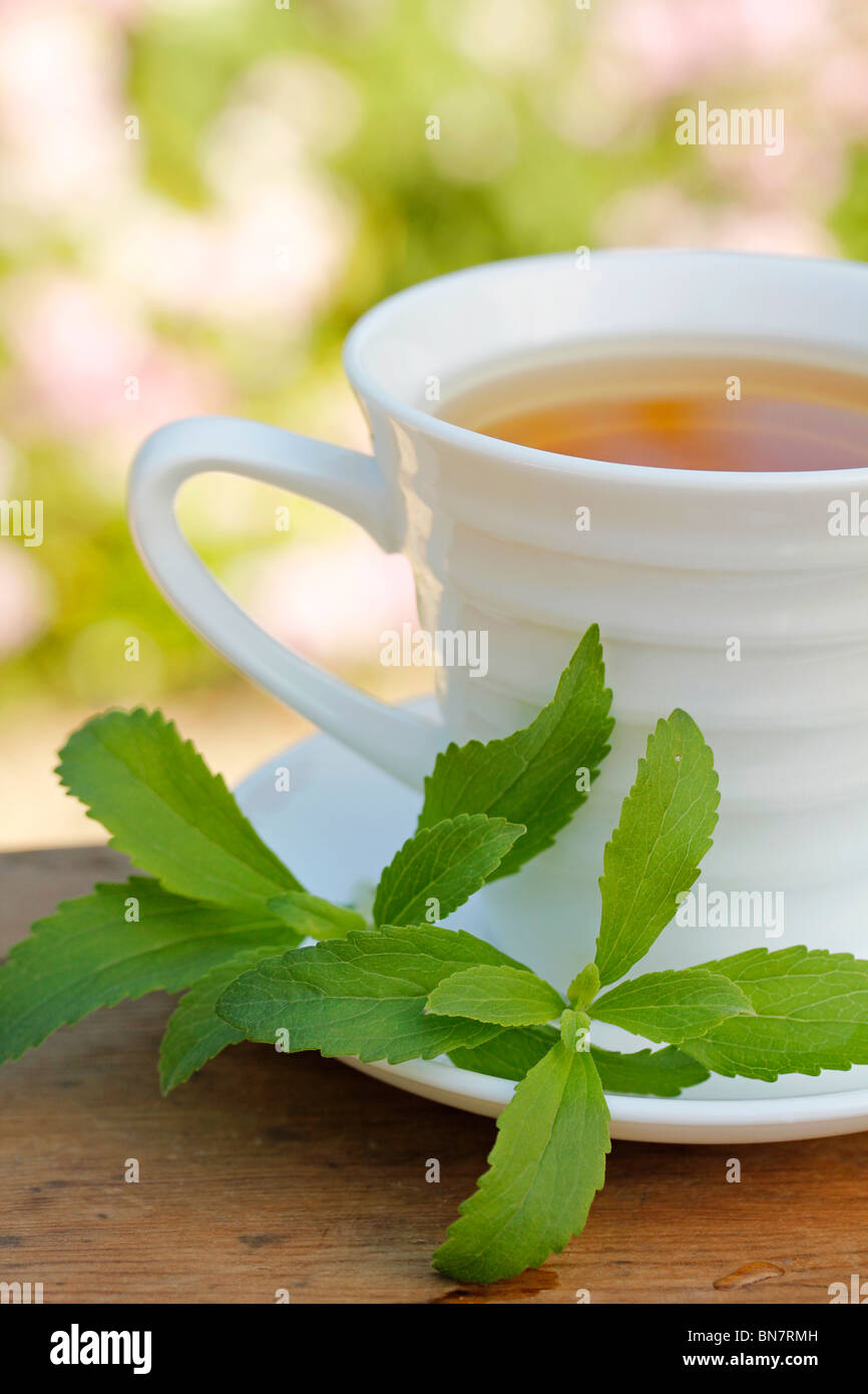 Plante sucrée (Stevia rebaudiana) Banque D'Images