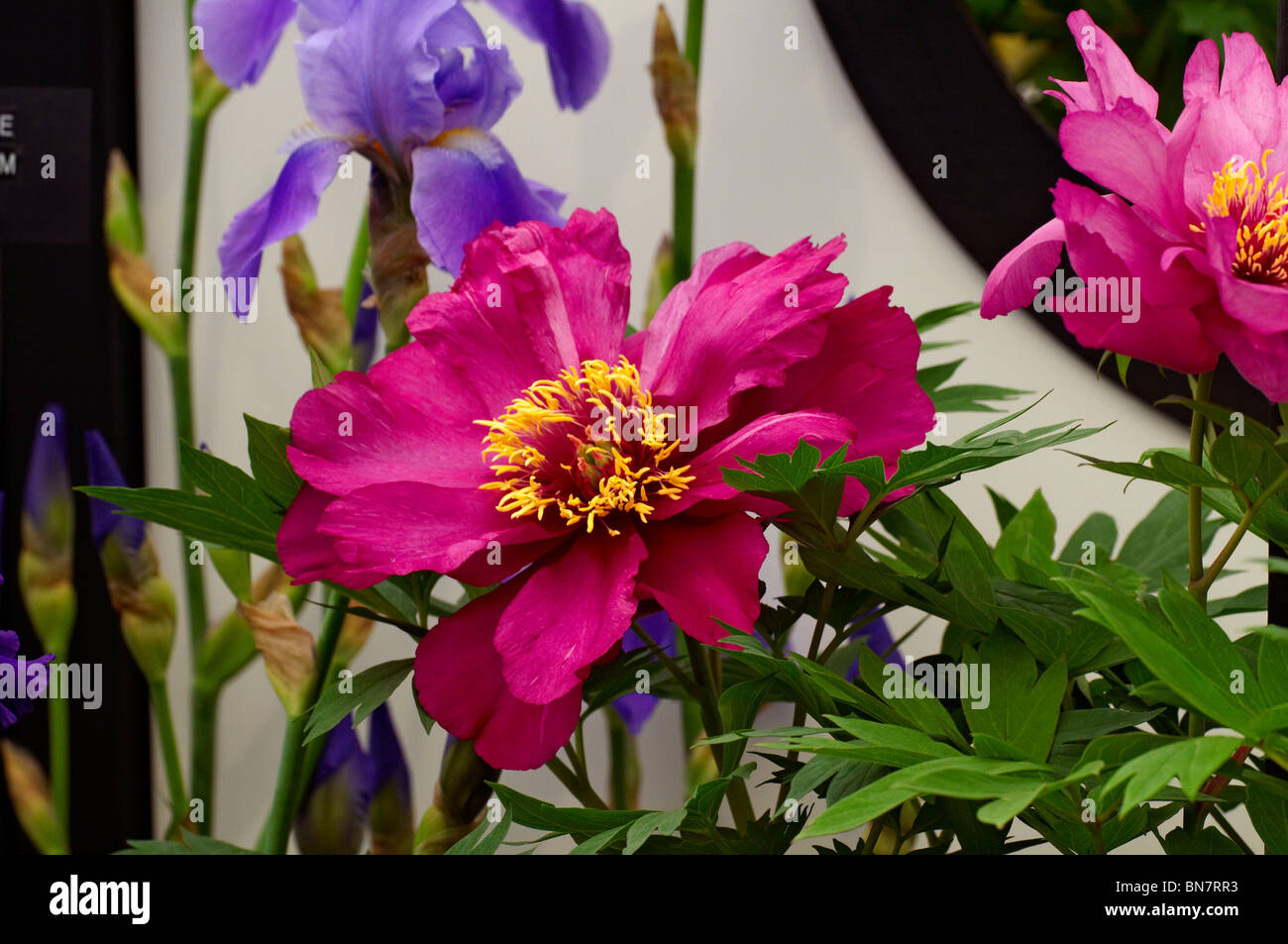 Pivoine arbustive 'Morning' lilas en fleur Banque D'Images