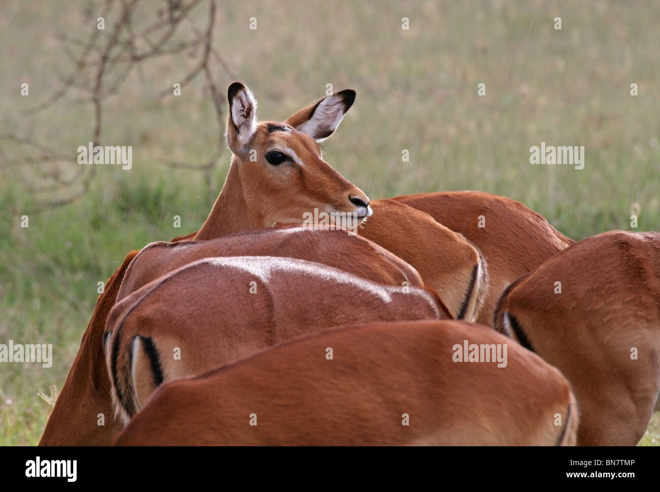 Un troupeau de chevreuils Impala. Photo prise dans la Réserve nationale du lac Nakuru, Kenya, Africa Banque D'Images