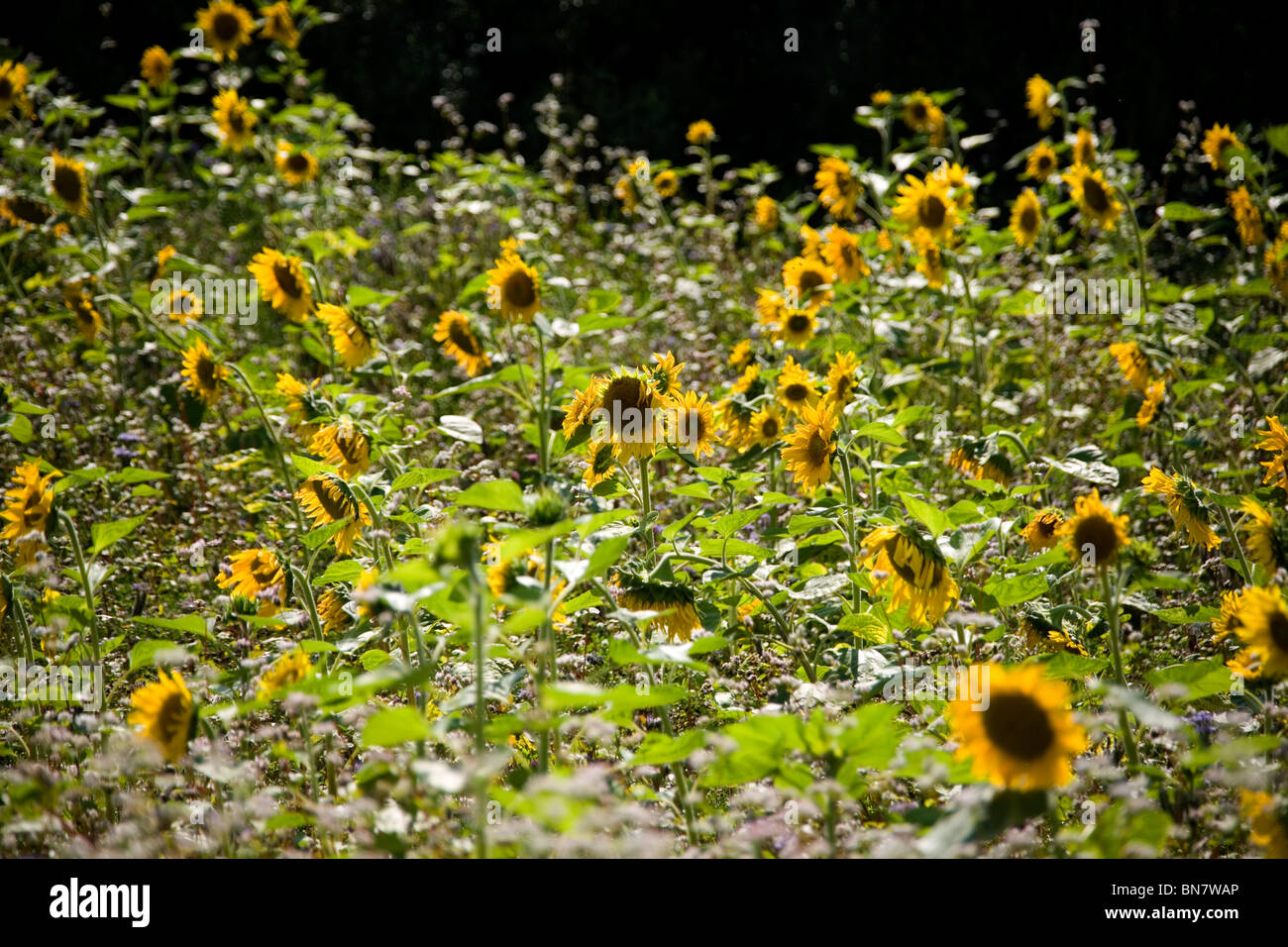 Sommer im Deister - Sonnenblumen Été en Allemagne - Tournesol Banque D'Images