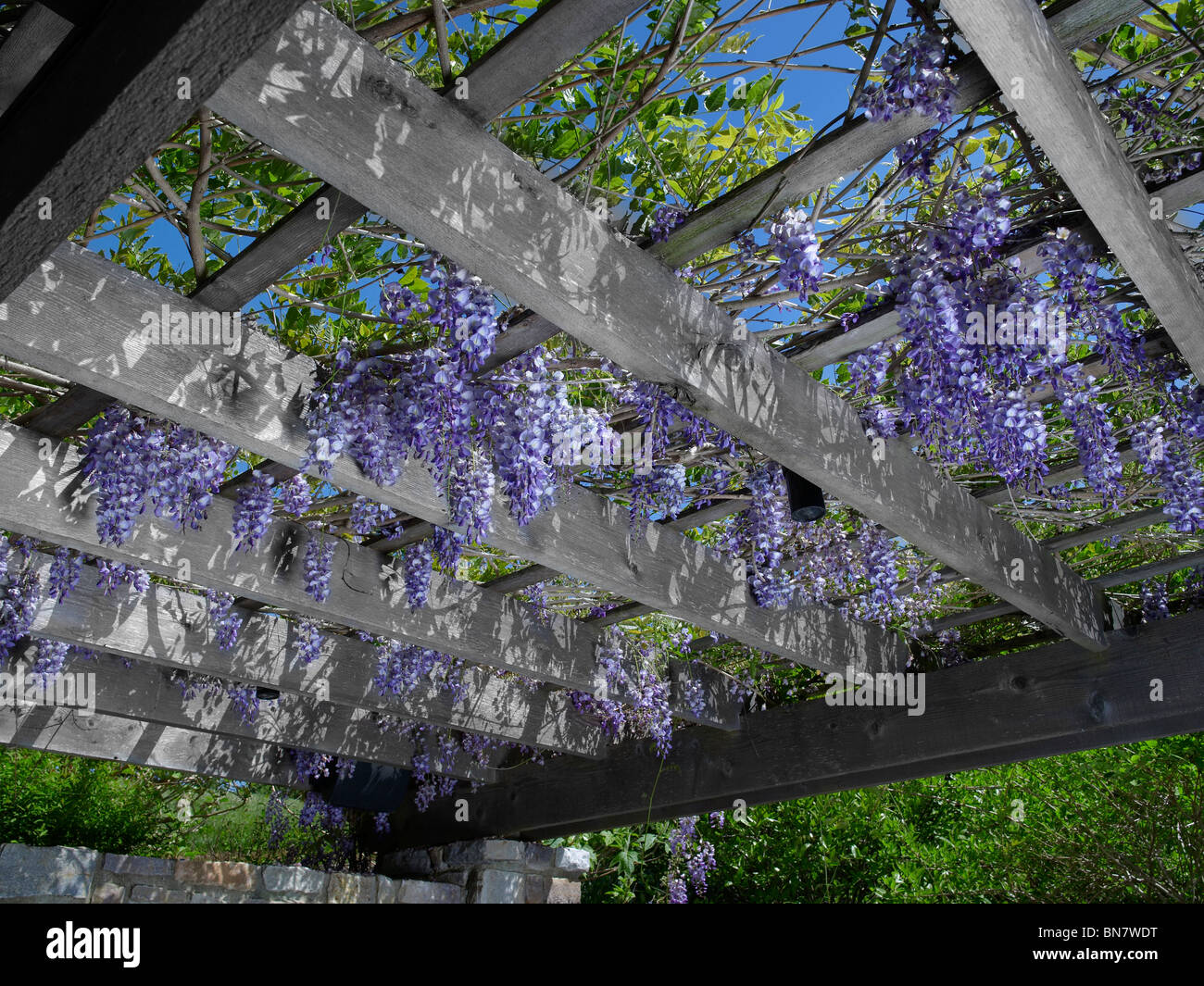 Les fleurs de glycine et vigne sur Banque D'Images