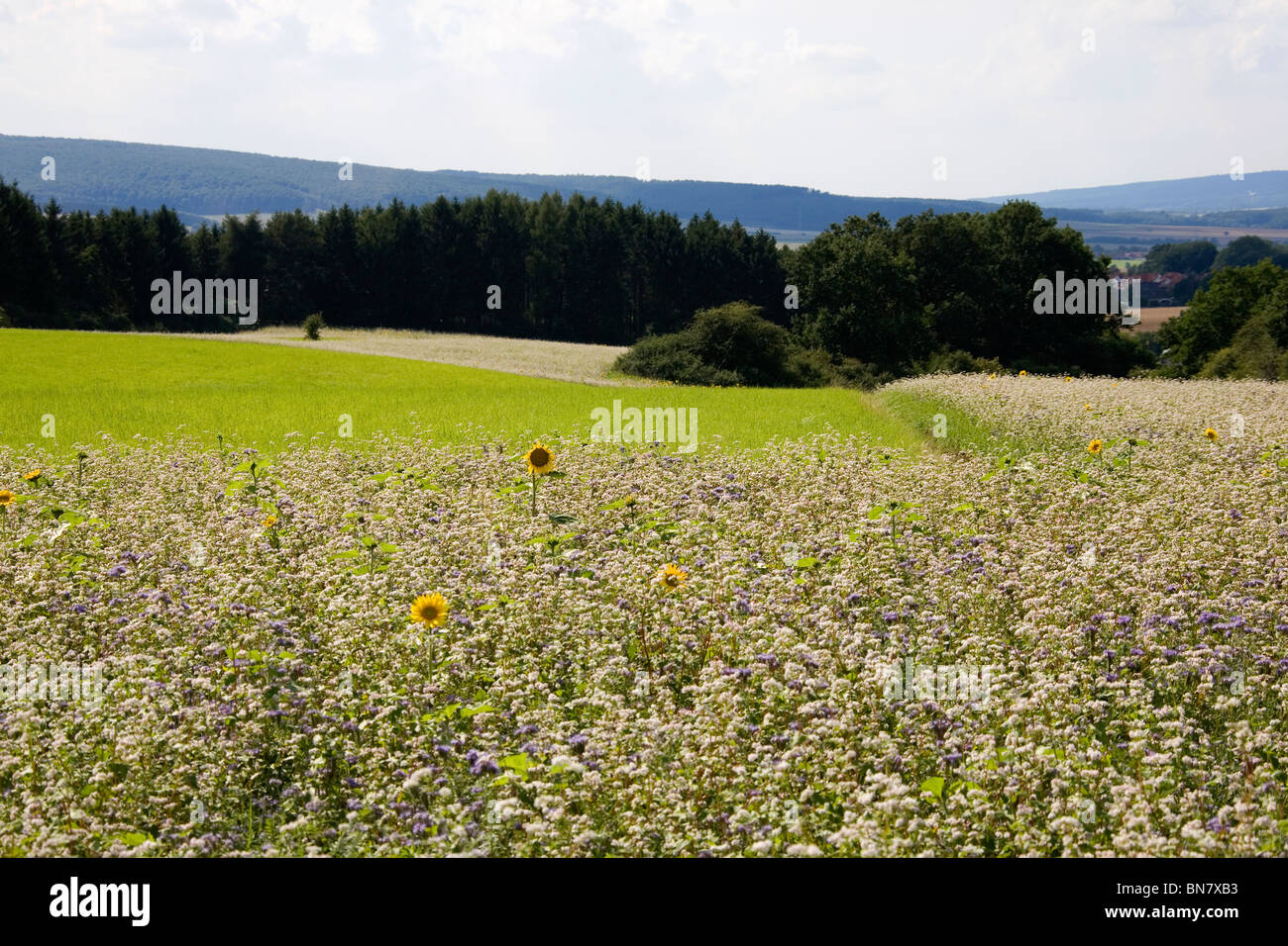 Sommer im Deister - Sonnenblumen Été en Allemagne - Tournesol Banque D'Images