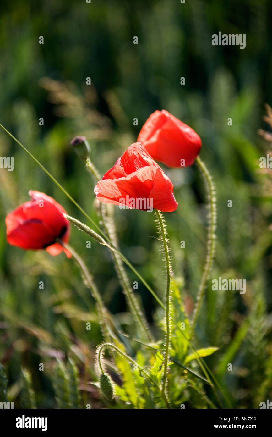 Sommer im Deister - Mohnblume Été en Allemagne Banque D'Images