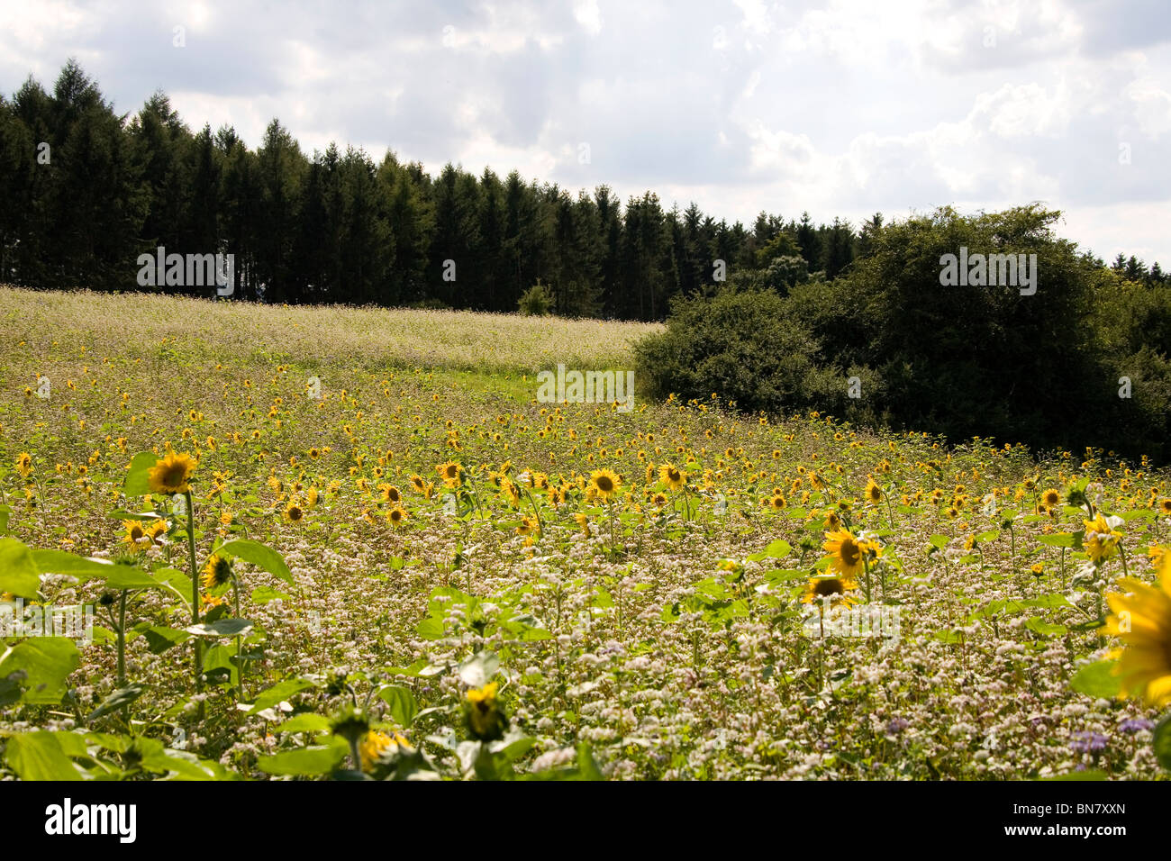 Sommer im Deister - Sonnenblumen Été en Allemagne - Tournesol Banque D'Images