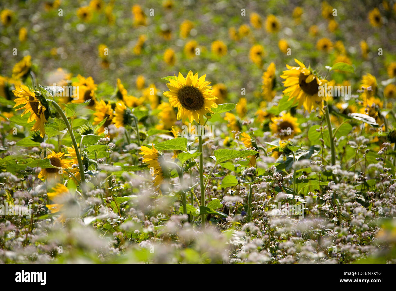 Sommer im Deister - Sonnenblumen Été en Allemagne - Tournesol Banque D'Images