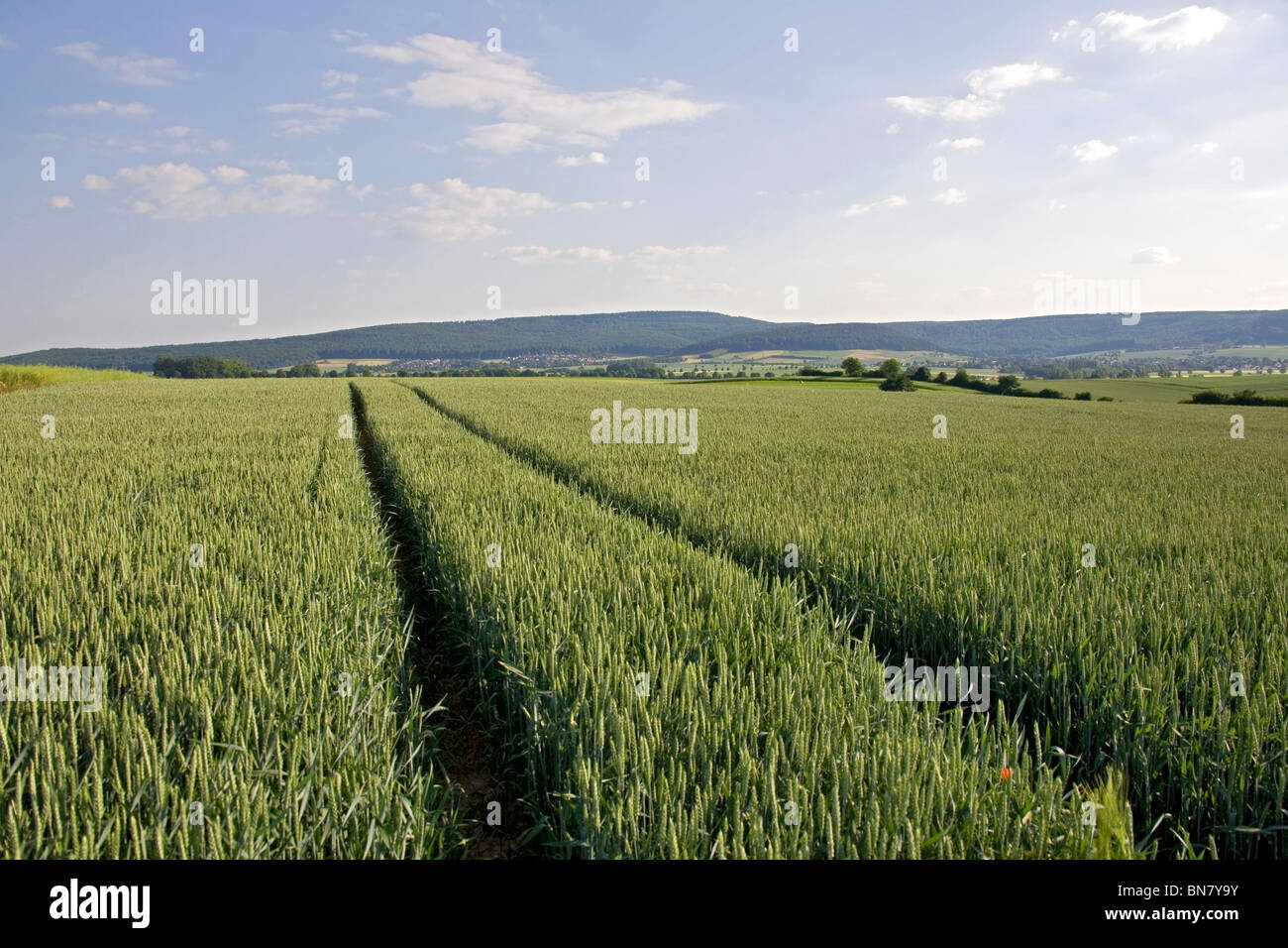 Sommer im Deister - Felder Été en Allemagne Banque D'Images