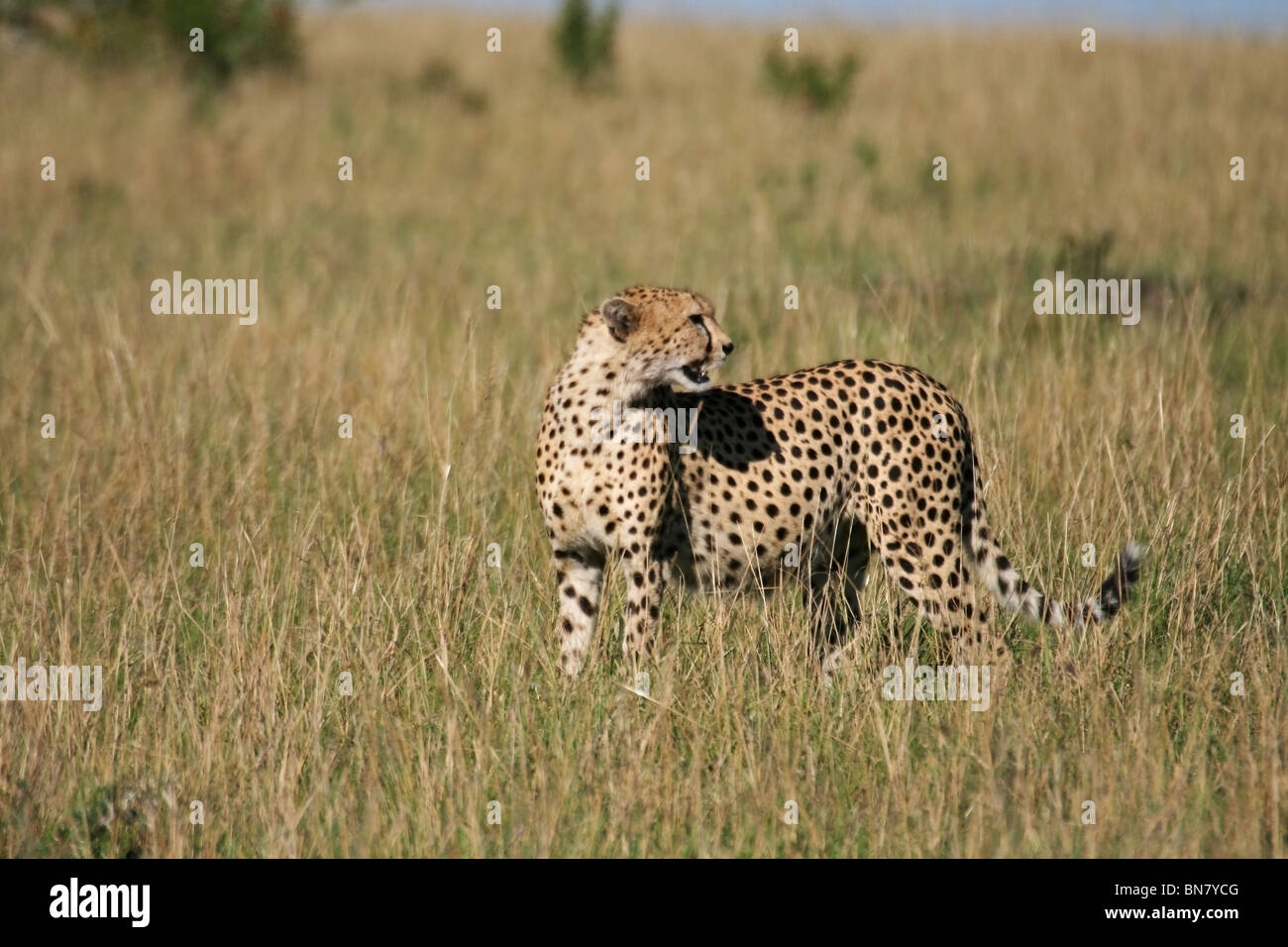 Cheetah debout dans la savane herbeuse de Masai Mara National Reserve, Kenya, Afrique de l'Est Banque D'Images